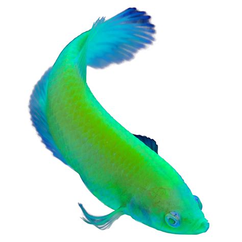 types of fish at petsmart.